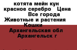 котята мейн кун, красное серебро › Цена ­ 30 - Все города Животные и растения » Кошки   . Архангельская обл.,Архангельск г.